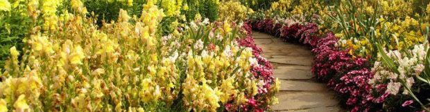 Picture of Flowers